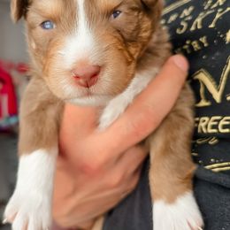 Australian Shepherd Puppies from Lake Daze
