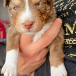 Australian Shepherd Puppies from Lake Daze