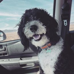 Bernedoodles from Aspen Canyon Doodles