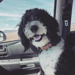 Bernedoodles from Aspen Canyon Doodles