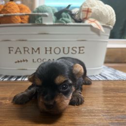 Girl - Black and tan female Yorkshire Terrier puppy in Boone, North Carolina from Coffeycup Yorkies