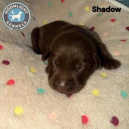 Shadow - Black Collar - Chocolate male Labrador Retriever puppy in Elloree, South Carolina from Moonlight Kennels LLC