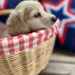 Sherman - Cream male Dachshund puppy in Dothan, Alabama from Snake Creek Dachshunds
