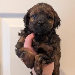 Sparkle - Black and tan female Yorkipoo puppy in Coshocton, Ohio from Forever Family Puppies