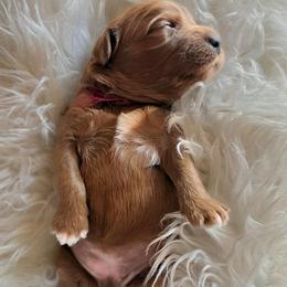 Papita - Red  female Goldendoodle puppy in Pine Grove, California from Lundee Doodles