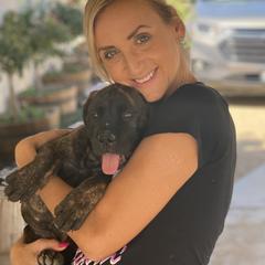 Boerboel Puppies from Coachella So Cal Boerboels