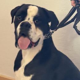 Riot - Brindle male Boxer puppy in Mooresboro, North Carolina from Echo Hollow Boxers
