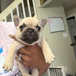 Autumn (The Graceful Princess) - Cream female French Bulldog puppy in Newport News, Virginia from Emotional Support Babies