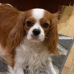 Cavalier King Charles Spaniels from Dynasty
