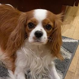 Cavalier King Charles Spaniels from Dynasty