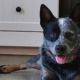 Australian Cattle Dogs from Wolfsong ACD