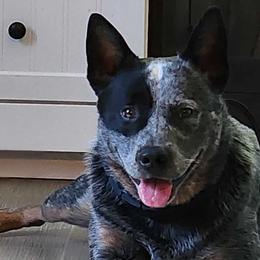 Australian Cattle Dogs from Wolfsong ACD