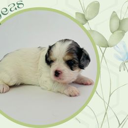 Pixie - Merle female Cavapoo puppy in Oak Island, North Carolina from Double Doodle Aussiedoodle