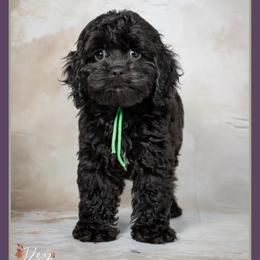 Treat - Black and white male Cockapoo puppy in Connersville, Indiana from Deaz Doodle Ranch