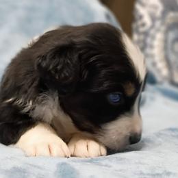 Notcho Playboy aka Notcho - Black tri-color male Australian Shepherd puppy in Sparta, Tennessee from SugarWood Australian Shepherds