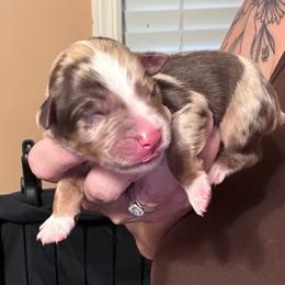 Nebo - Red merle male Miniature Australian Shepherd puppy in Romney, West Virginia from South Branch Mini Aussies