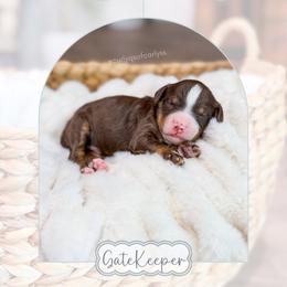 Gate Keeper - Tri-color male Bernedoodle puppy in Sulphur, Louisiana from Curly Q’s Of Carlyss