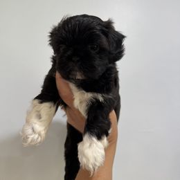 Apollo - Black and white male Shih Tzu puppy in Fletcher, North Carolina from Shihtzu_NC