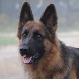 Montana  - German Shepherd