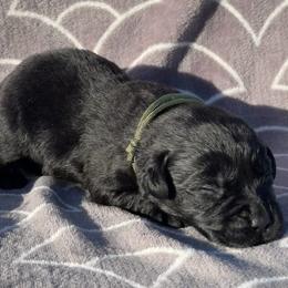 Waylon - Black male Labrador Retriever puppy in Garnett, Kansas from Timberland Creek Labradors