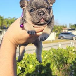 Anastasia 2 - Black and tan female French Bulldog puppy in Homestead, Florida from BackyardfinestBullys