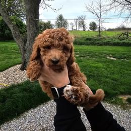 Mater - Red  male Goldendoodle puppy in Forest, Ohio from Mini Doodle Buddies