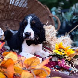 Lennon - Black white and tan male English Springer Spaniel puppy in Cookeville, Tennessee from Krossroads Kennel