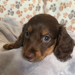 Dachshund Puppies from Kendra's Hocomo Hollow Doxies
