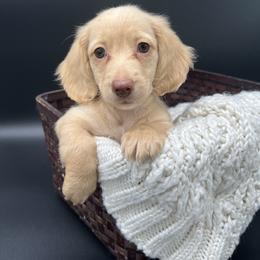 Dachshund Puppies from Golden Creek Farm