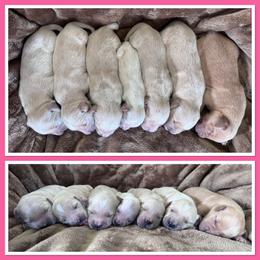 Female 7 - Golden female Golden Retriever puppy in Merrill, Michigan from Happy Tails Family Farm