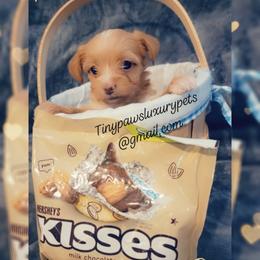 Biewer Terrier, Poodle, and Yorkshire Terrier Puppies from Tiny Paws Luxury Pets
