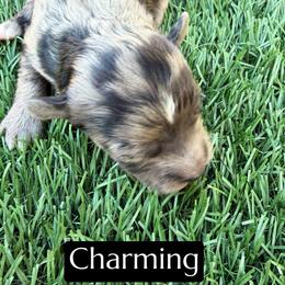 Charming - Blue merle male Aussiedoodle puppy in Bakersfield, California from Annie's Aussies