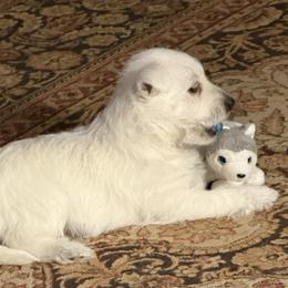 West Highland White Terrier puppies from Bellanca Westies