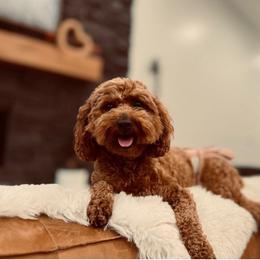 Esmae - Poodle