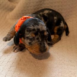 ACA girl 3 orange - Dapple female Dachshund puppy in Grand Valley, Pennsylvania from Dachshunds on the Hill