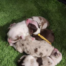 Australian Shepherd Puppies from Out of the Blue Aussies