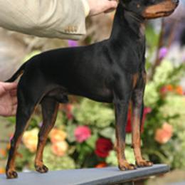 Manchester Terrier All Grown Up from Burmack Manchester Terriers