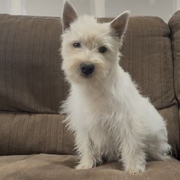 Betty - West Highland White Terrier