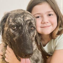 Lexy - Anatolian Shepherd Dog