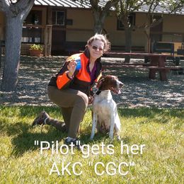 Pilot - German Shorthaired Pointer
