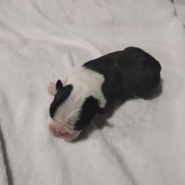 Carl - Black brindle and white male Boston Terrier puppy in Catawba, North Carolina from Lil Wiggles Boston Terriers