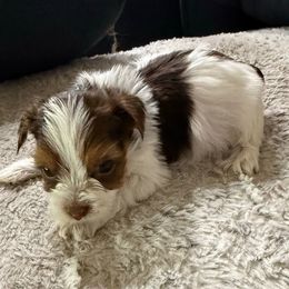 Brown and White Boy - Chocolate, tan and white male Yorkshire Terrier puppy in North Las Vegas, Nevada from KD's Yorkshire Terriers