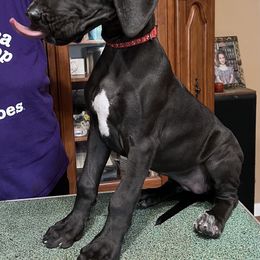 Great Dane Puppies from Hladik Great Danes