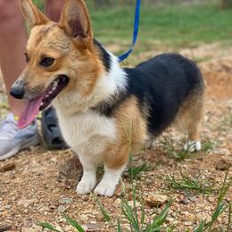 Wiggles - Pembroke Welsh Corgi