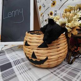 Scottish Terrier puppies from Stefany Farm of Happiness