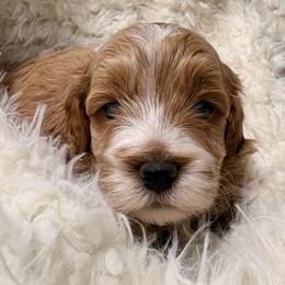 Mark - Red and white male Cockapoo puppy in Lebanon, Missouri from Kaitlen's Doodle Pups