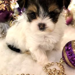 Biewer Terrier and Yorkshire Terrier Puppies from Wisteria Yorkies
