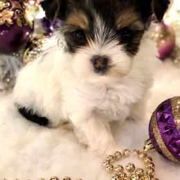 Biewer Terrier and Yorkshire Terrier Puppies from Wisteria Yorkies