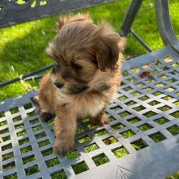 Spencer - Red sable male Havanese puppy in Melba, Idaho from Lawson Havanese