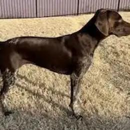 Brownie - German Shorthaired Pointer